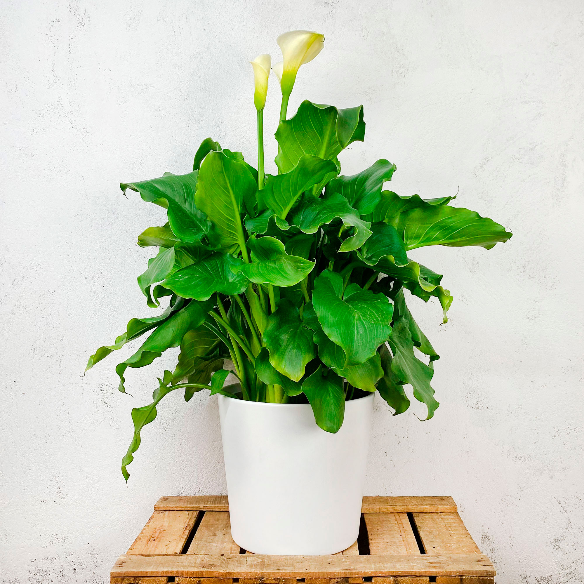 Cala blanca (zantedeschia aethiopica) | Fronda